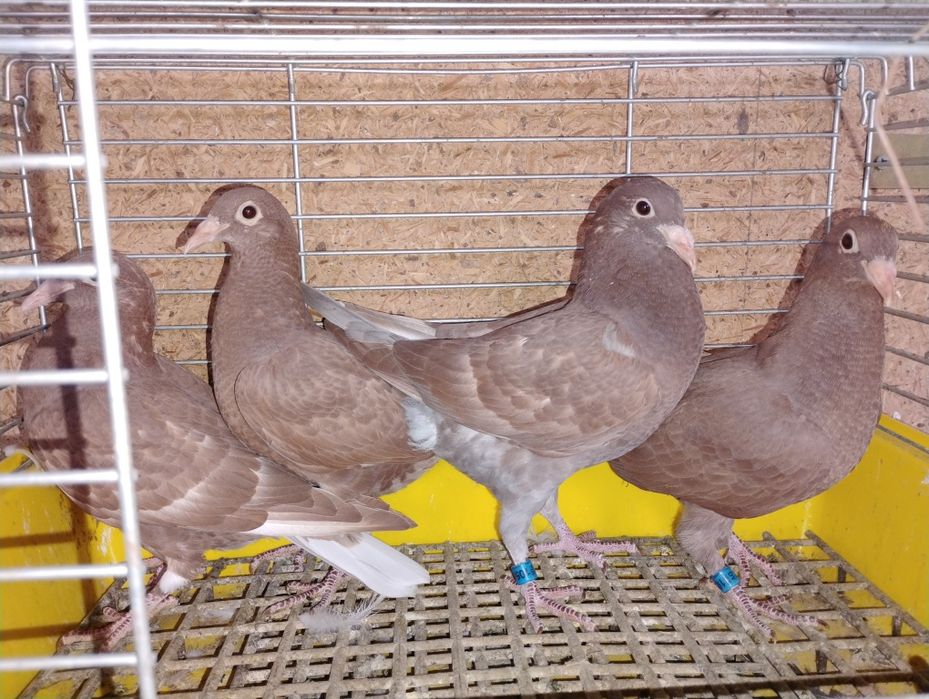 Gołębie mulemansy Tygrysy