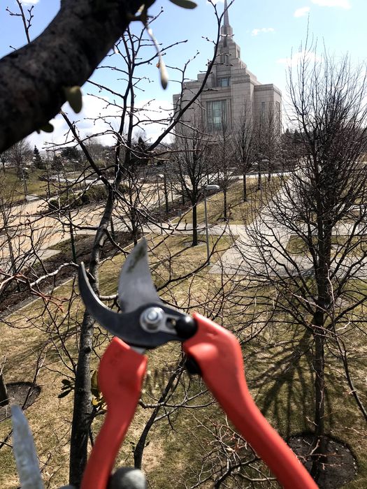 Обрізка дерев Київ | Плодові та декоративні