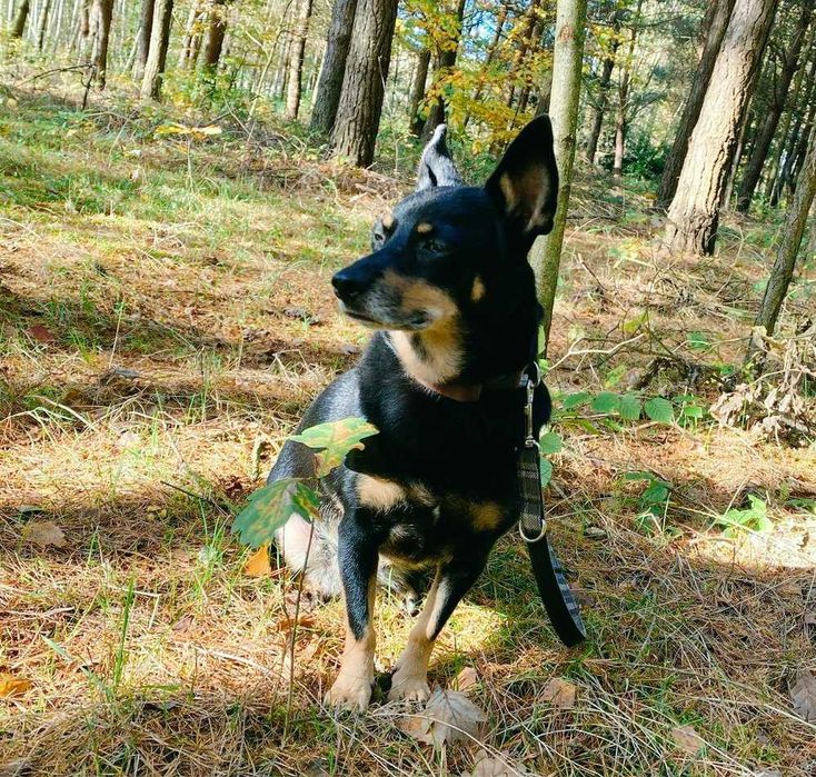 Kika-MAŁA suczka z charakterem - do SPOKOJNEGO domu