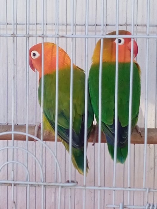 Casal fhishers bonitos