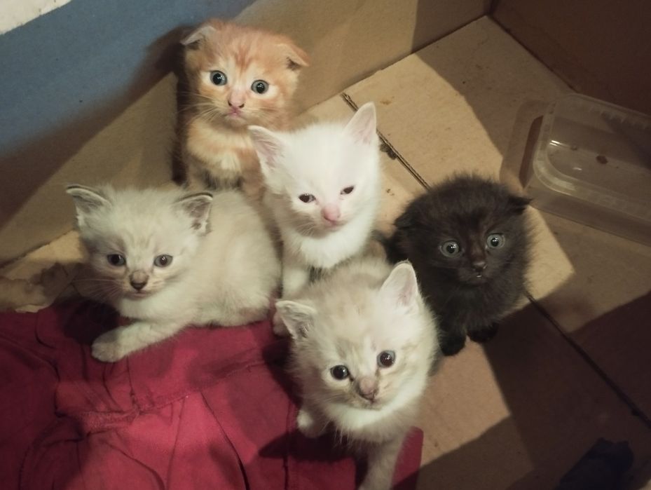 Кошенятка хлопчики і дівчатка