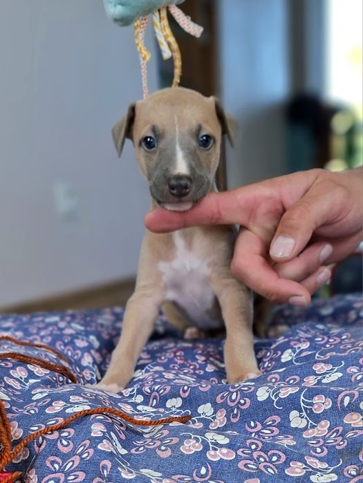 Chart angielski whippet piesek