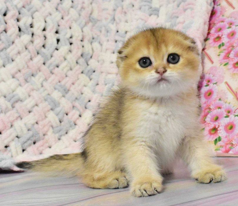 Шотландські висловухі Золоті зеленоокі дівчатка Габріела та Грація