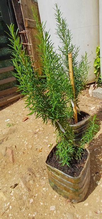 Planta Alecrim Biológico em Vaso