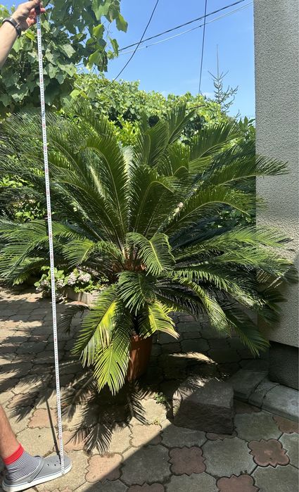 Сагова пальма