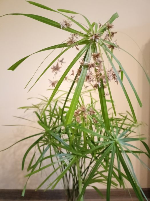 Papirus Cibora -kwitnący -sadzonka 100 cm -kwiat doniczkowy