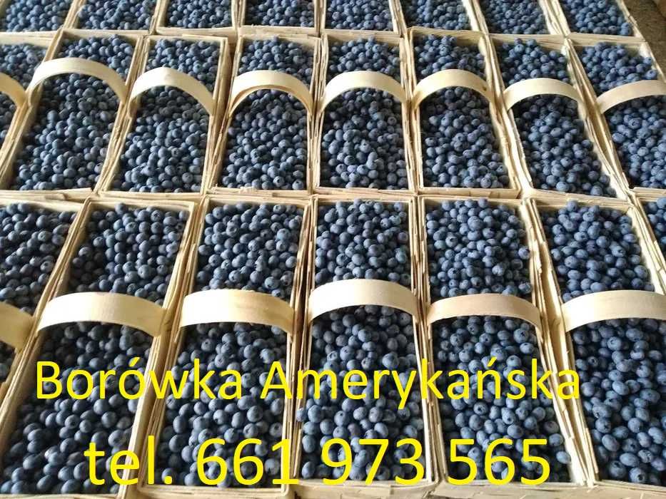 Borówka Amerykańska Ekologiczna.
