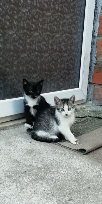 Шукаю родину для кошенят