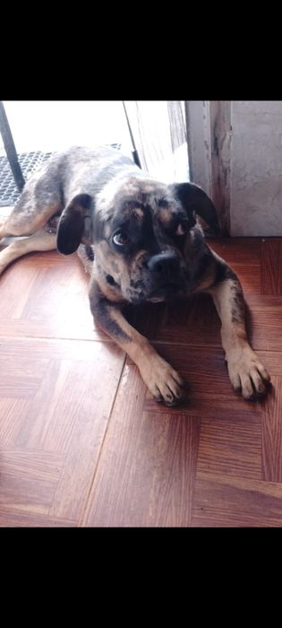 Dou Bulldog francês
