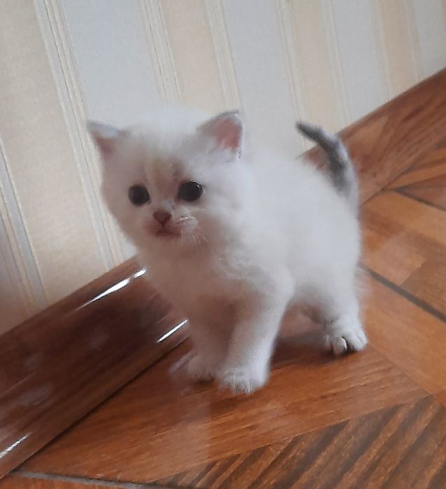 Мімішні кошенятка