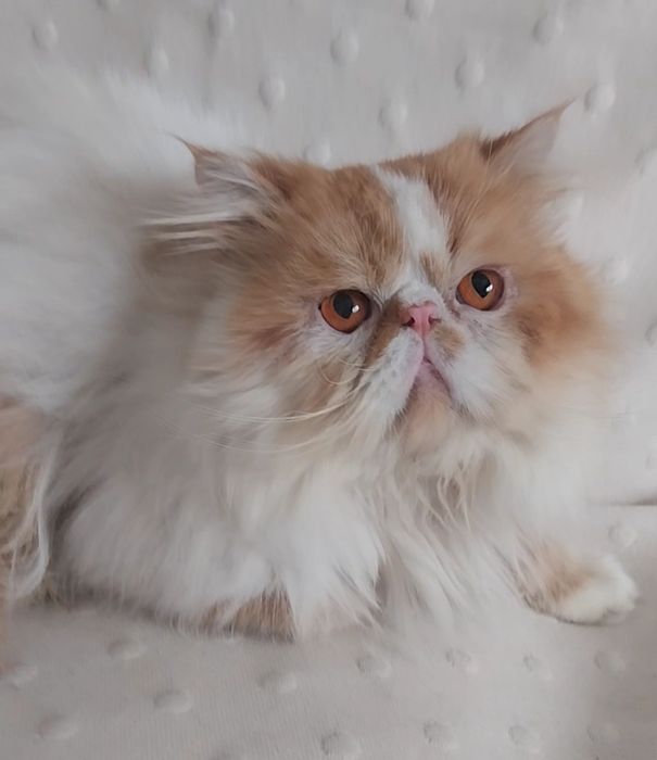 Gatinho persa Uma perfeição
