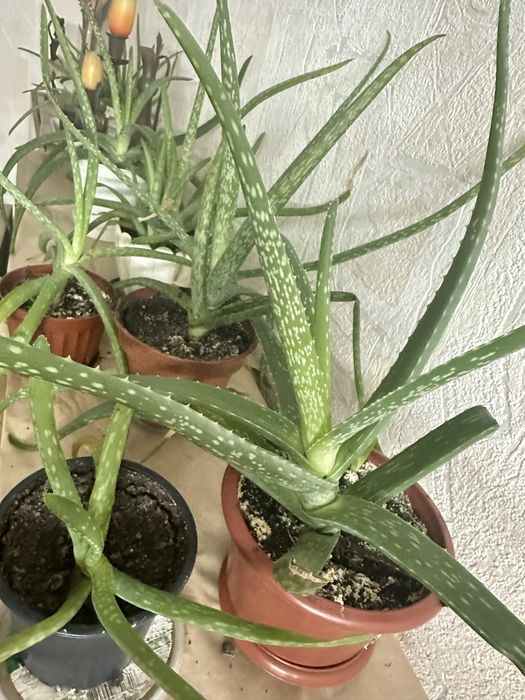 Продам алоє 3-5 річні