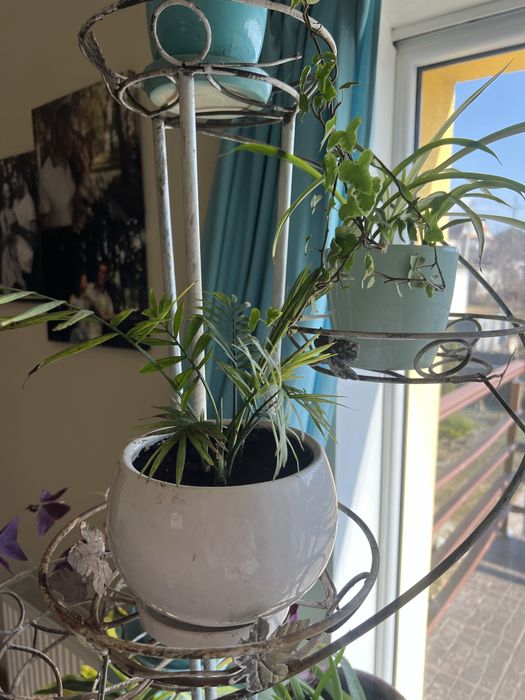 Вазони. Маб дуже багато , від 50грн до 500грн.  Ціну  уточнюйте