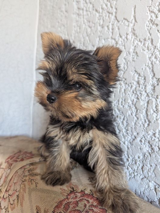 Хлопчик йорчик 3 місяці