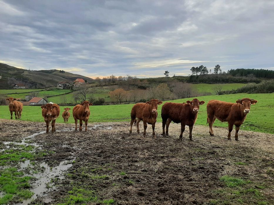 Vitelas cruzadas de limousine