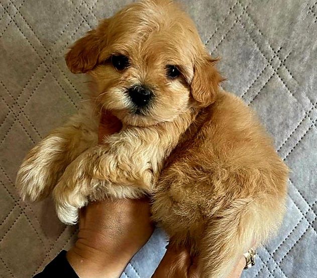 Мальчики и девочка мальтипушка