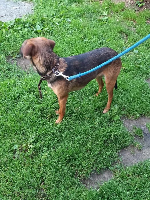 Pies do adopcji za darmo