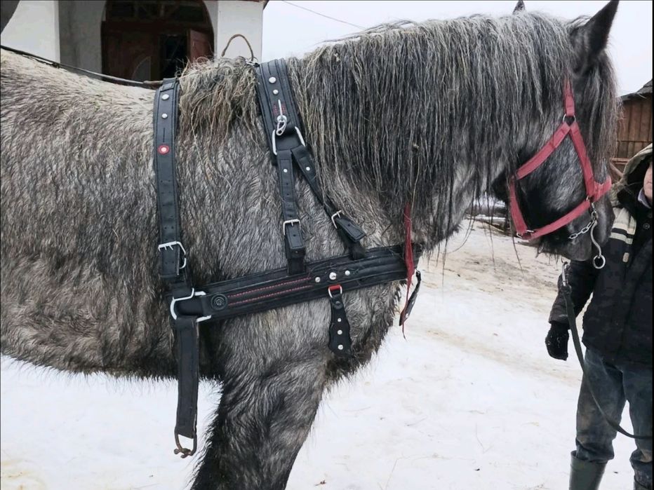 Капестра збруя хама шлея недоуздок