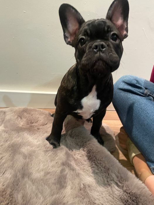 Buldog francuski- szczeniak