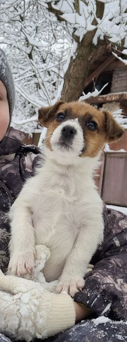 Віддамо у добрі руки терєра ! Хлопчик вік 3місяці