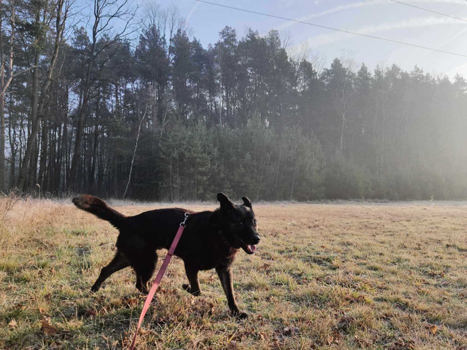 Pies pełen miłości do człowieka