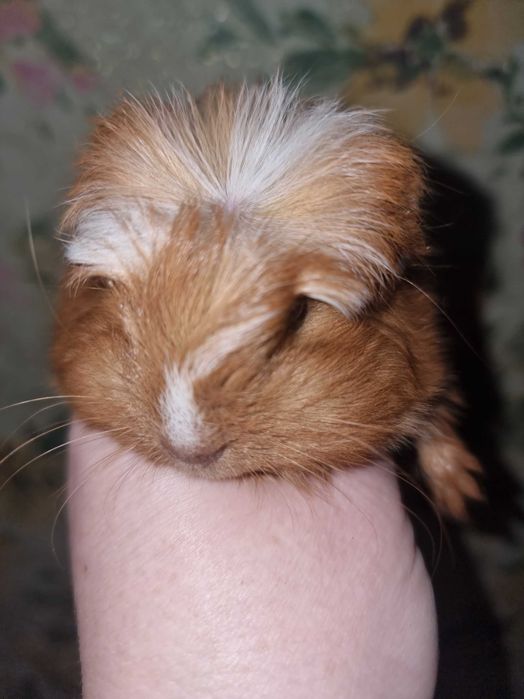 Морская свинка коронет