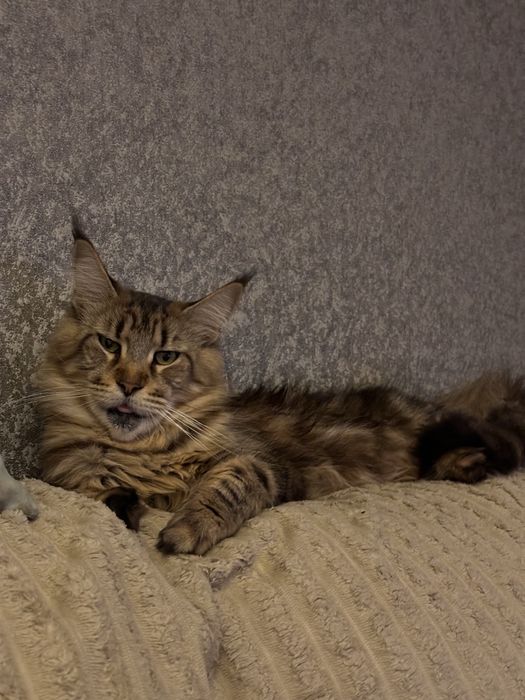 Мейн кун дівчинка