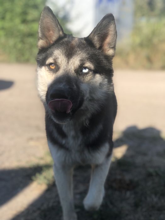 Отдам кобеля