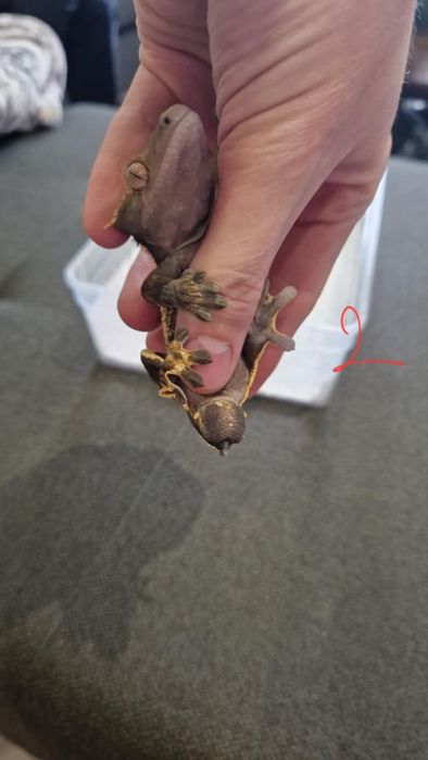 Gekon orzęsiony samiec