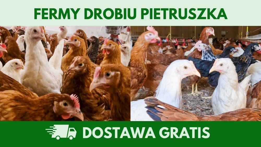 Kury nioski 12–20 tyg. | Dostawa GRATIS | Ferma Drobiu