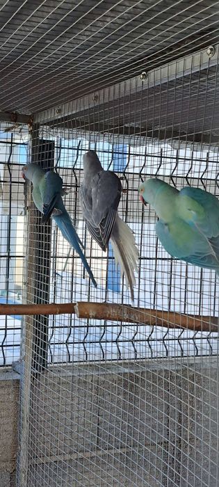 Ring necks 2023 e 2024 e 2025