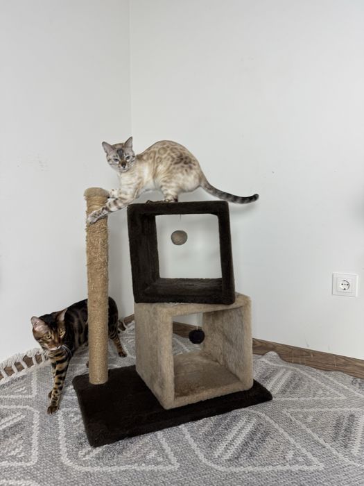 Будиночок для кота