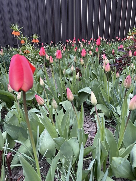 Тюльпани під зріз, квіти під зріз