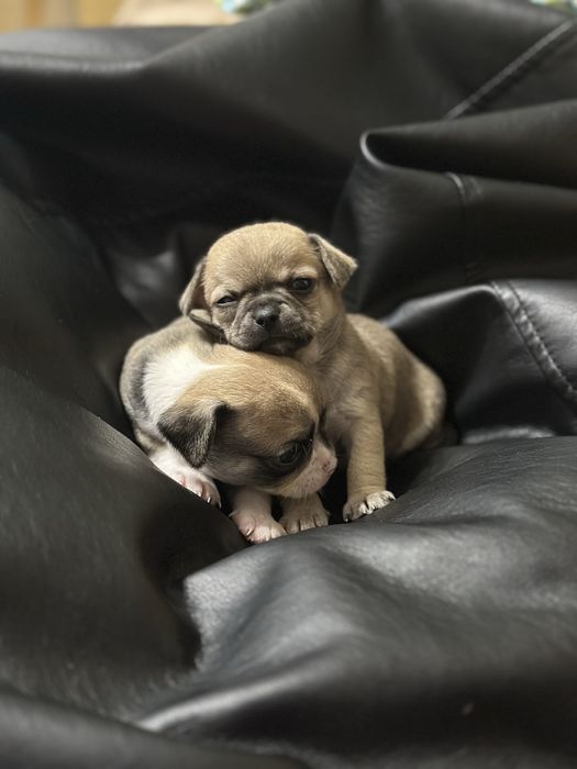 Продам,чіхуахуа .