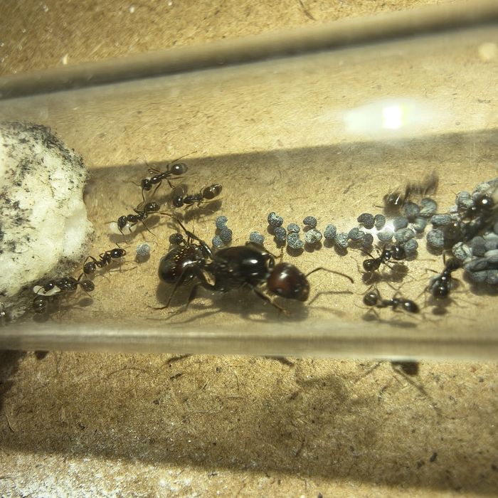 Messor barbarus królowe/kolonie