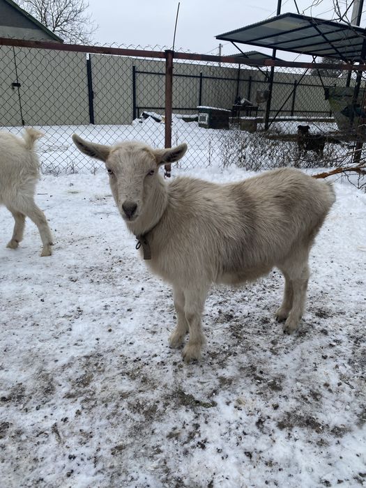 Продам кізочок  .