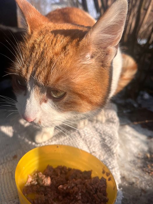 Rudy marźnie, bardzo potrzebuje ciepłego domu