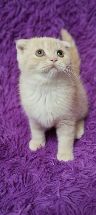 Шотландська скоттіш фолд дівчинка