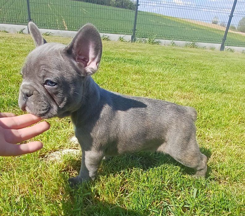 Sprzedam pieska Buldog francuski