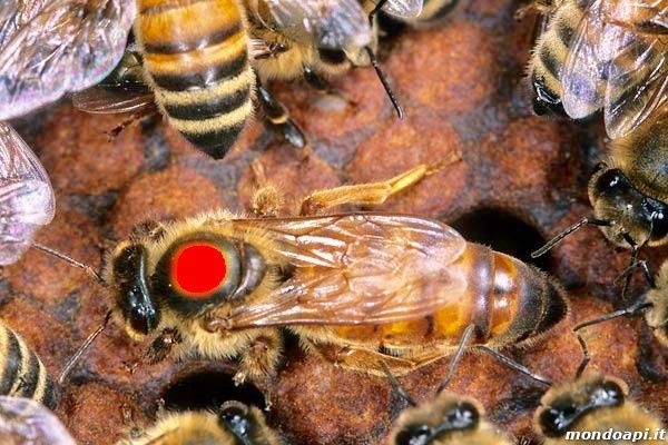 Бджоломатки apis mellifera ligustica з Італії  2026