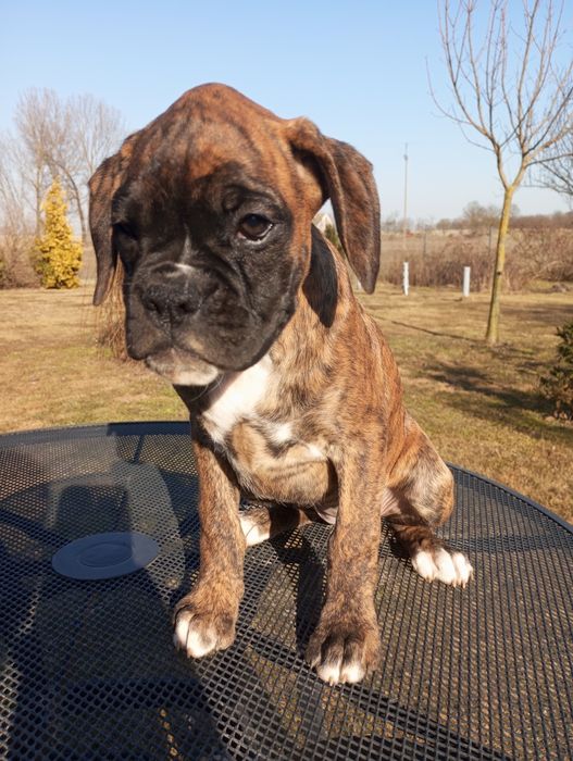 Bokser suczka  gotowa do odbioru