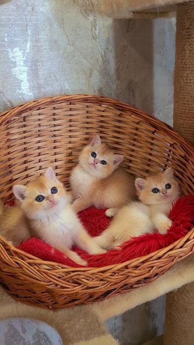 Золотые шиншиллы котята