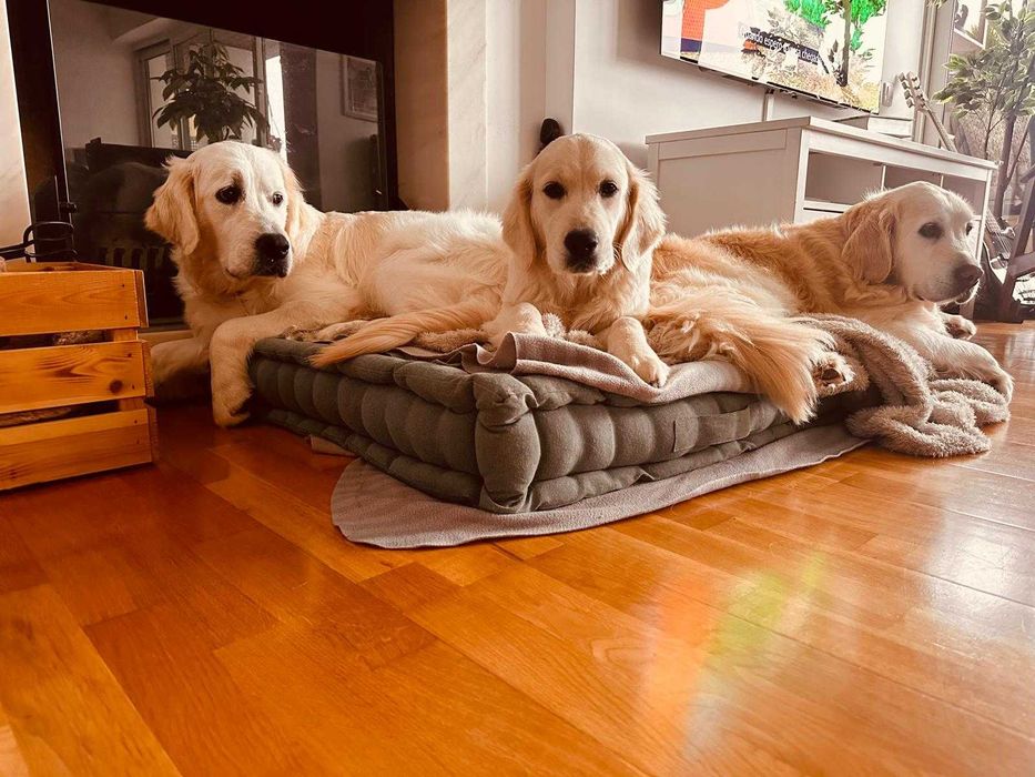 Golden retriever
