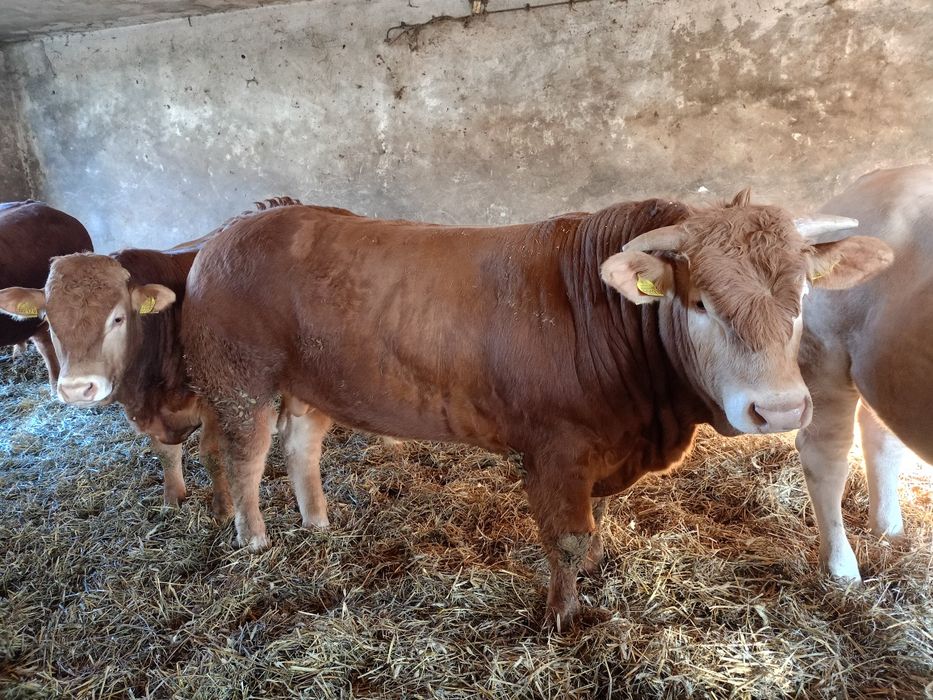 Buhaj limousine JIPSY lm francuska genetyka