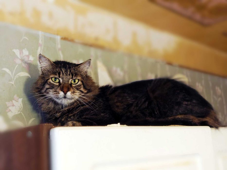 Шикарний кіт Лукас 2роки у пошках сім’ї, стерилізований