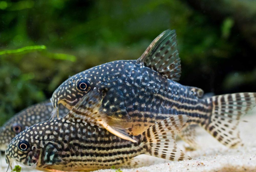 Kirysek Sterby - Corydoras sterbai - Kirys - dowóz, wysyłka