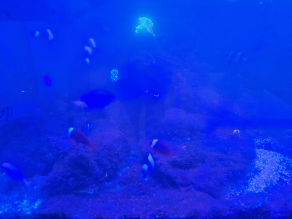Aquario de agua salgada