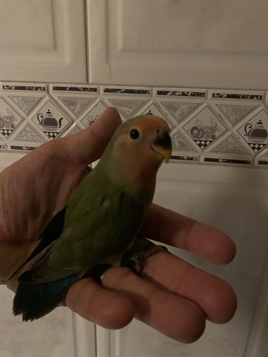 Agapornis domesticado