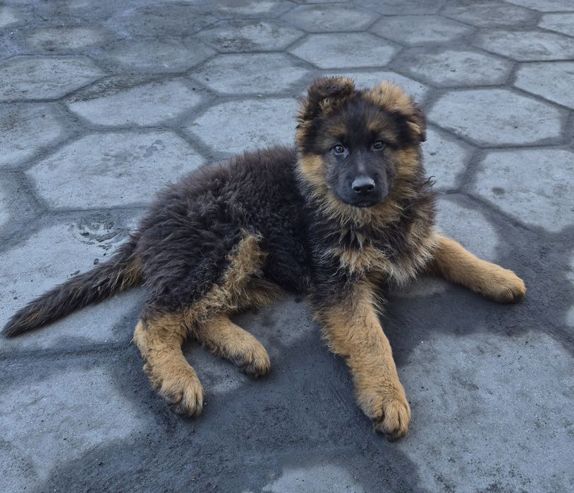 Owczarek niemiecki długowłosy