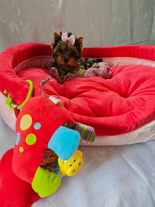 Urocza suczka york yorkshire terrier
